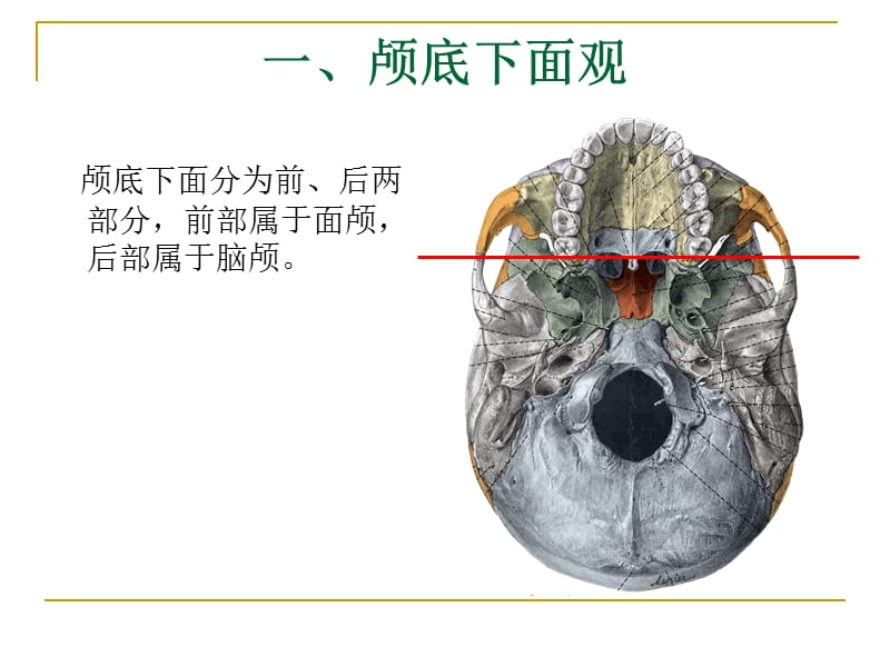 颅底解剖详解.ppt_第3页