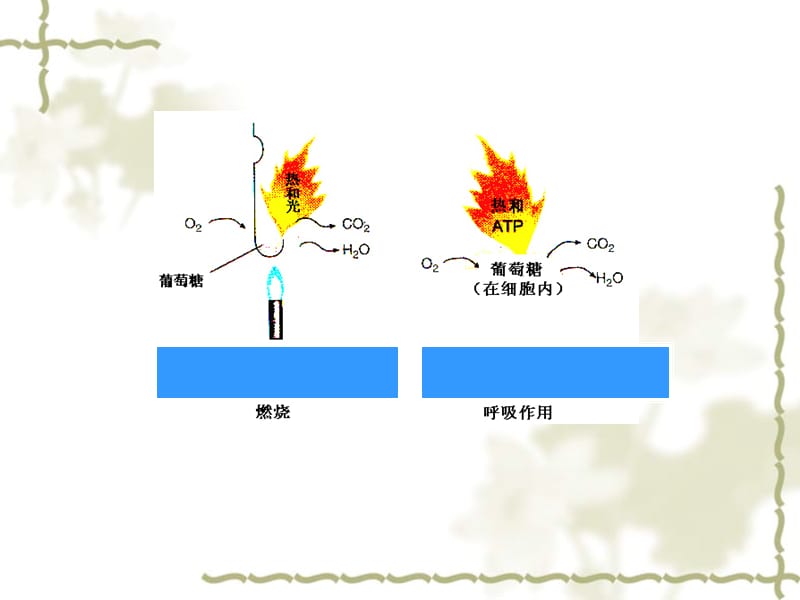 细胞呼吸的过程和意义.ppt_第2页