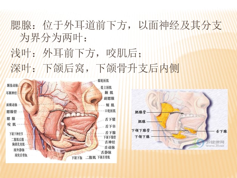 涎腺超声诊断.ppt_第3页