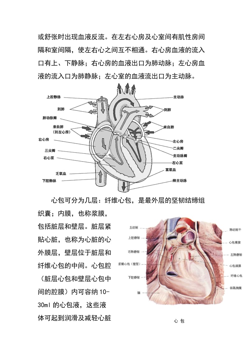 心脏地解剖结构及生理(含彩图).doc_第2页