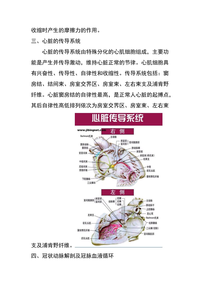 心脏地解剖结构及生理(含彩图).doc_第3页