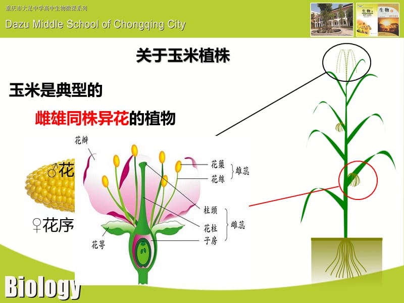 玉米遗传.ppt_第3页