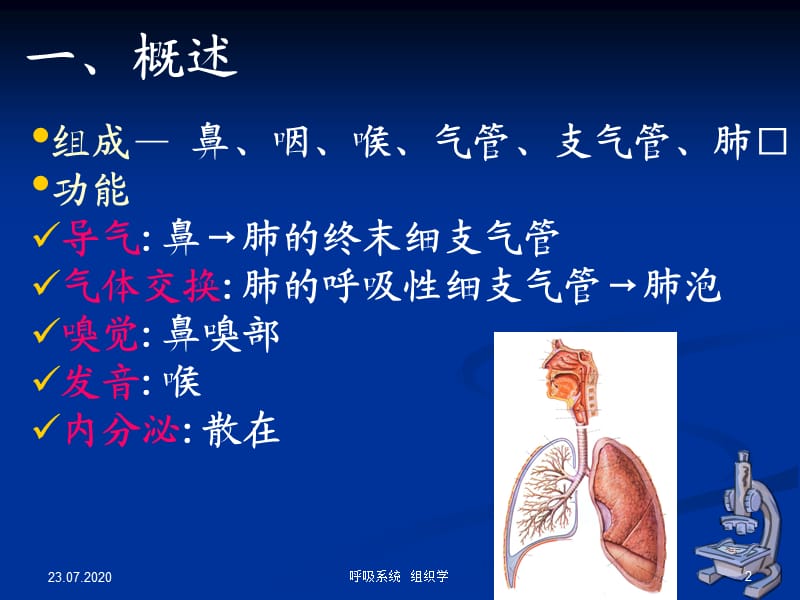 组织学与胚胎学 呼吸系统.ppt_第2页