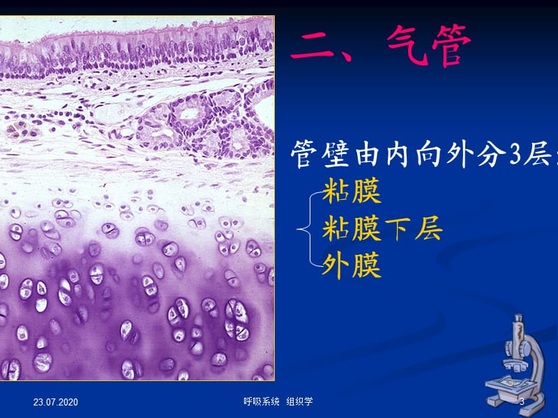 组织学与胚胎学 呼吸系统.ppt_第3页