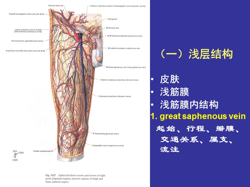 腿部局部解剖.ppt_第3页