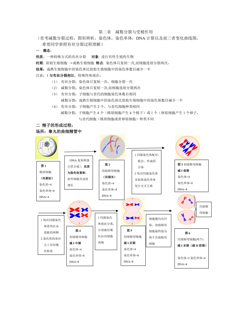 减数分裂知识总结.doc_第1页