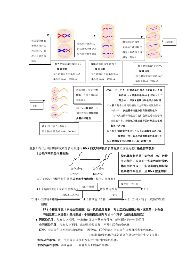 减数分裂知识总结.doc_第2页