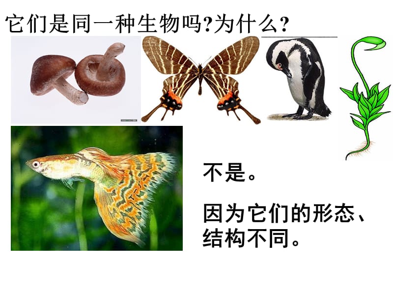 种群和群落[1].ppt_第2页