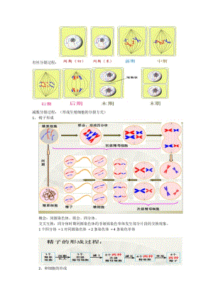 减数分裂受精作用知识点总结.doc