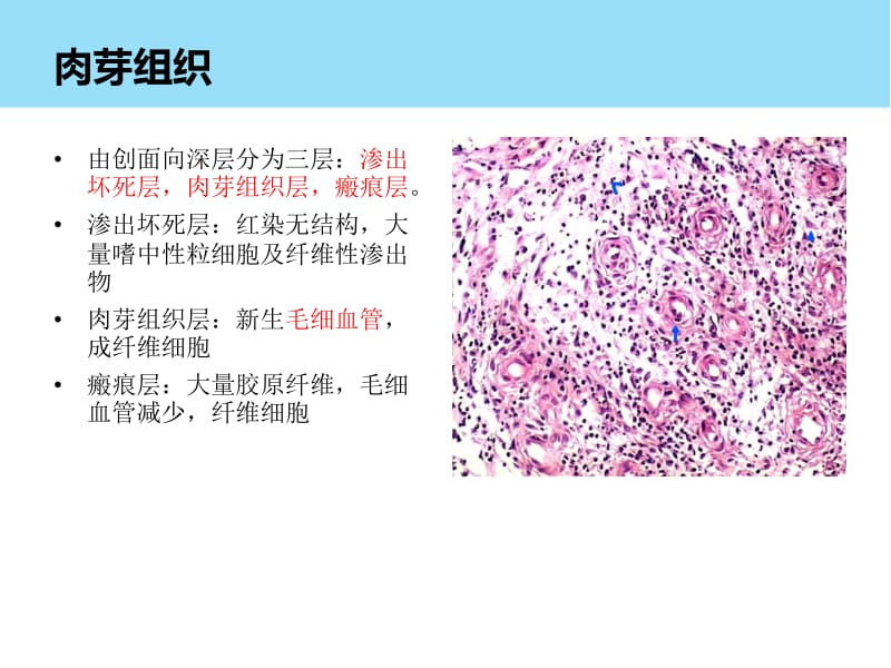 病理实验总结.pdf_第2页