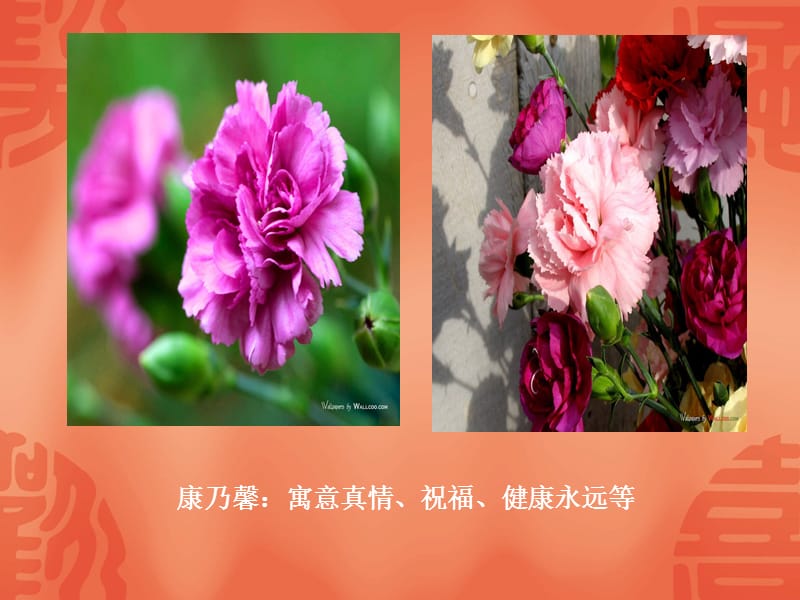 铃兰花课件.ppt_第3页