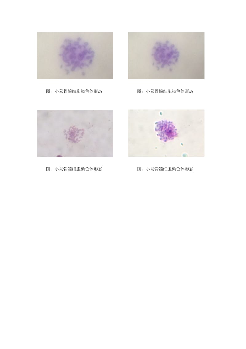 细胞有丝分裂中期(显微镜观察图).doc_第2页