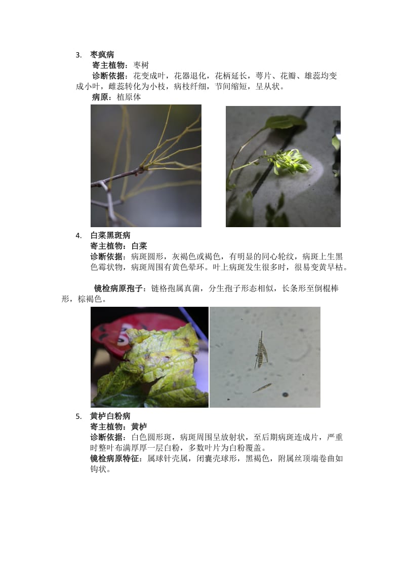 植物病理学实验课程作业—植物病害调查与诊断报告.doc_第2页