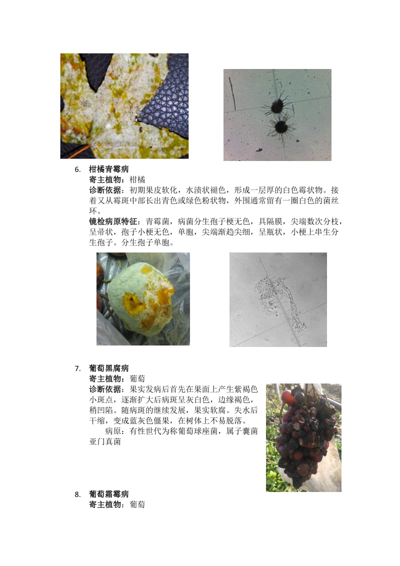 植物病理学实验课程作业—植物病害调查与诊断报告.doc_第3页