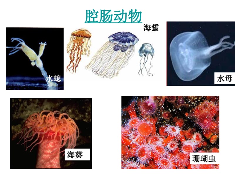 人教版八年级上册生物总复习.pdf_第3页