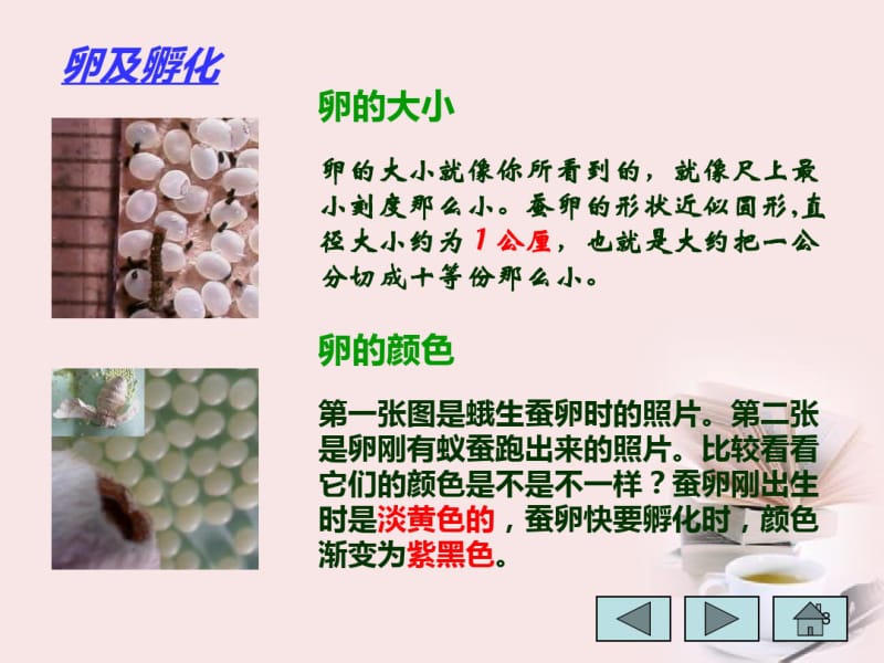 四年级科学下册给蚕宝宝记日记课件.pdf_第3页