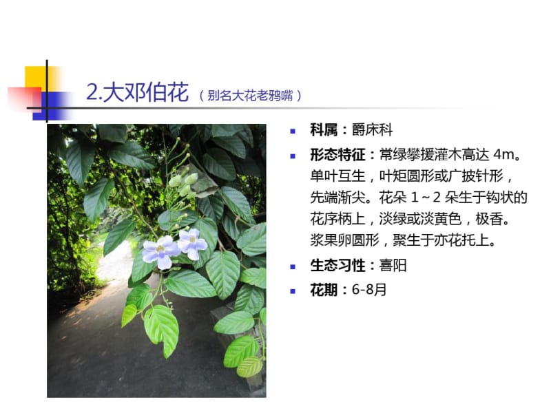 南方常见植物藤本.pdf_第3页