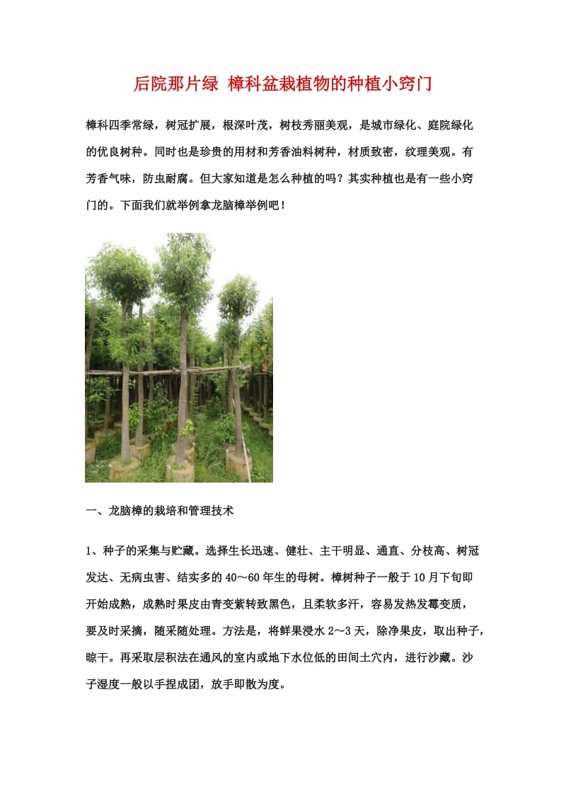 龙脑樟树的种植及栽培技术.doc_第1页