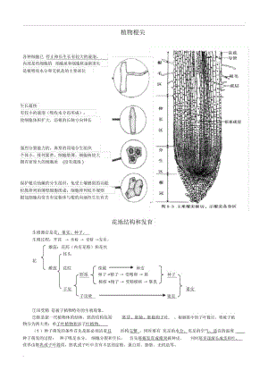 植物根尖结构示意图.docx