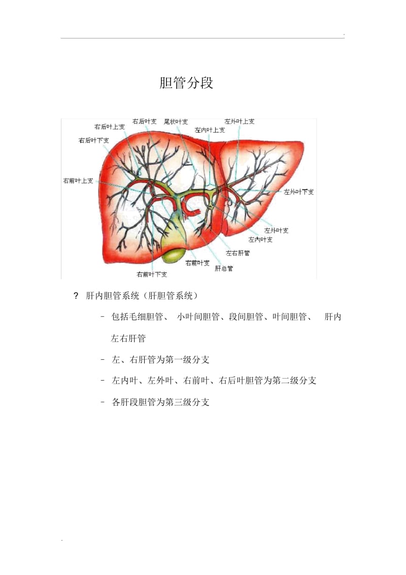 胆管分段.docx_第1页