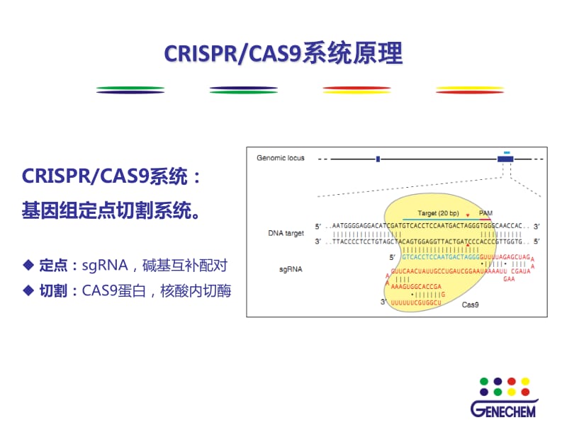 CRISPRCAS9慢病毒系统概述.pdf_第2页