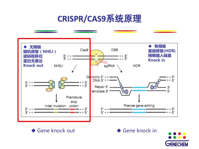 CRISPRCAS9慢病毒系统概述.pdf_第3页