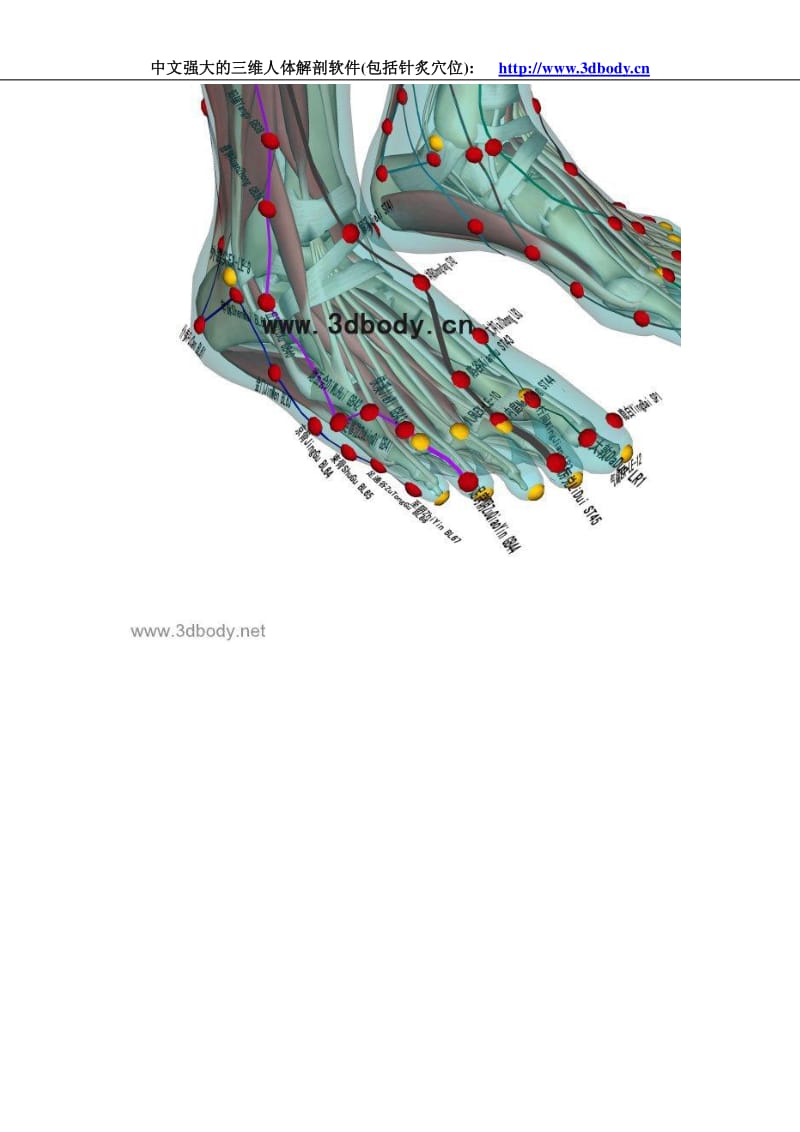 3D针灸穴位图+人体解剖图(经典收藏).pdf_第3页