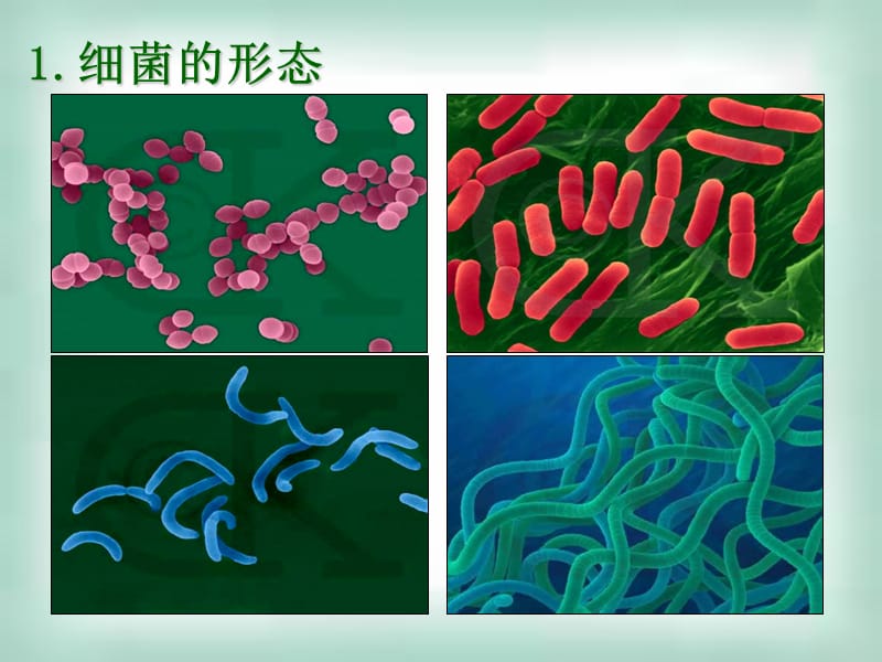 2015公开课讲课用微生物的实验室培养.ppt_第3页