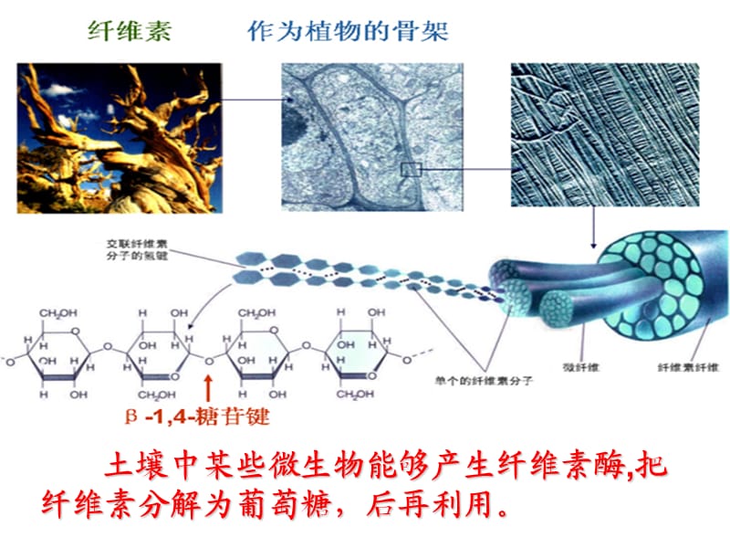 2.3分解纤维素的微生物的分离.ppt_第3页