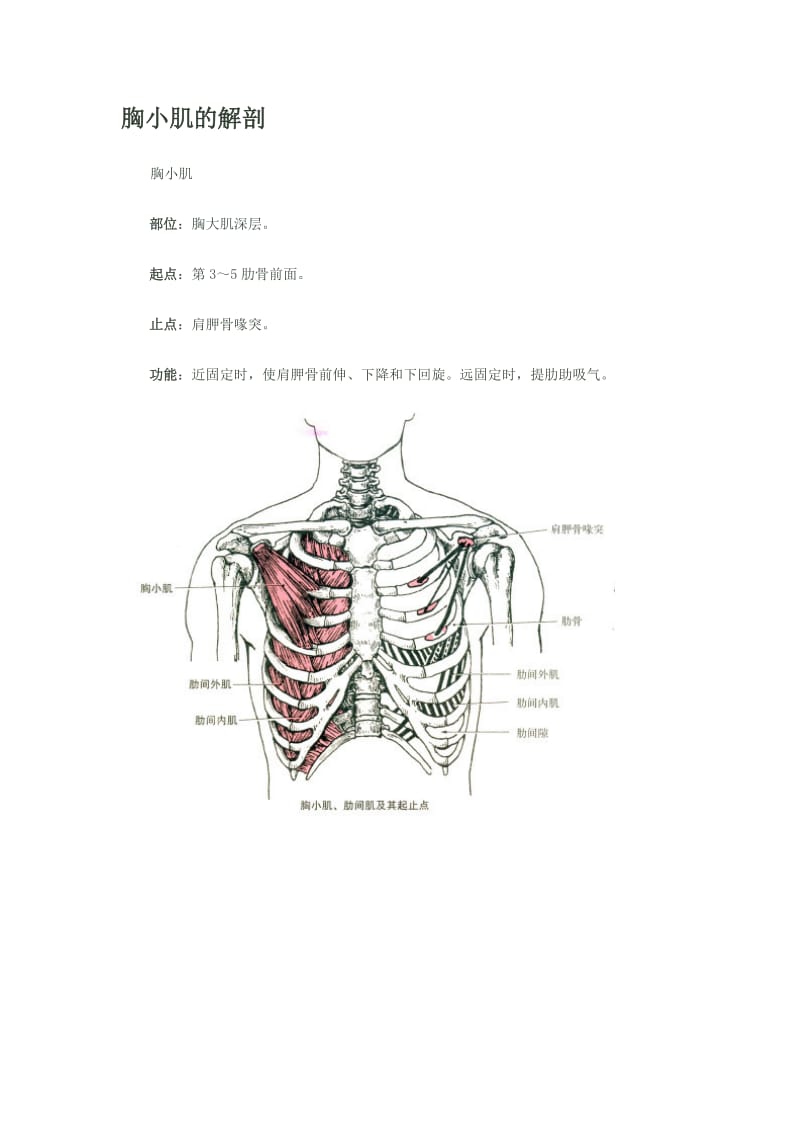 胸小肌的解剖.doc_第1页