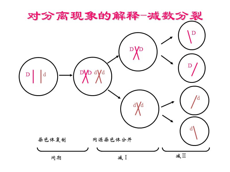 孟德尔遗传定律综合复习.ppt_第2页