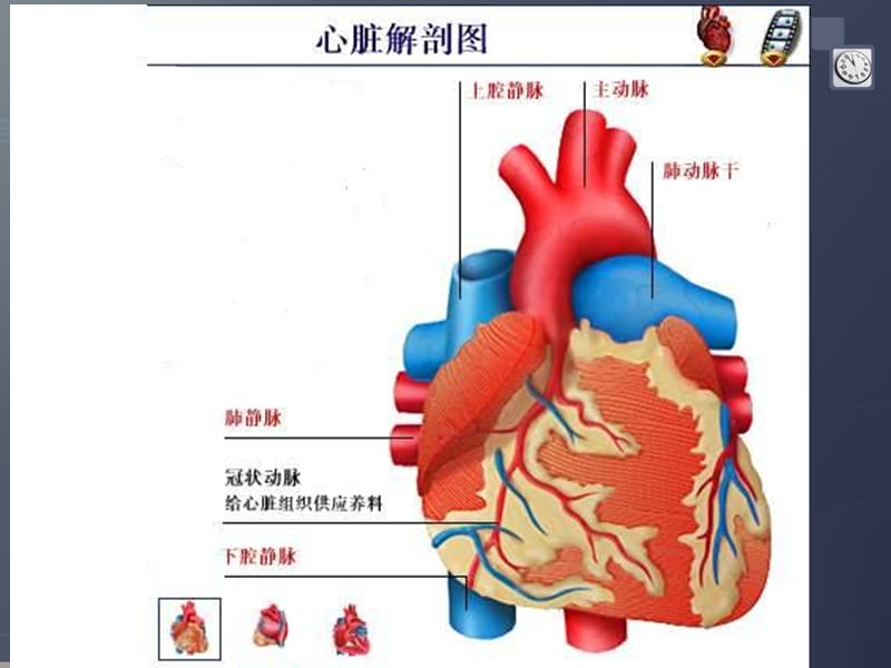 冠心病通俗讲解.ppt_第3页