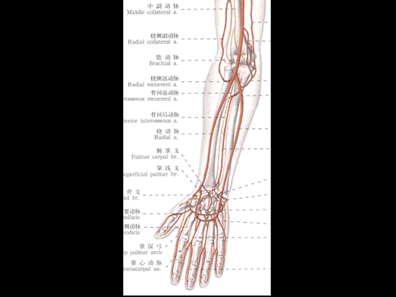 前臂血管神经.ppt_第3页