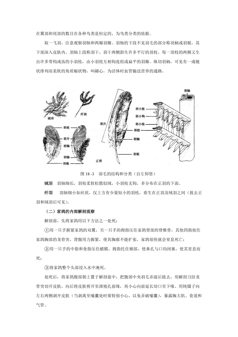 鸽子解剖.doc_第3页