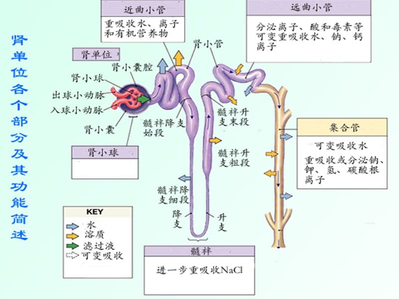 尿液微量蛋白检测的临床意义.ppt_第2页