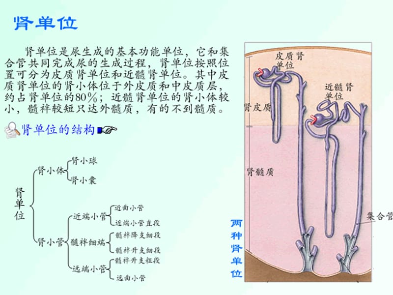 尿液微量蛋白检测的临床意义.ppt_第3页