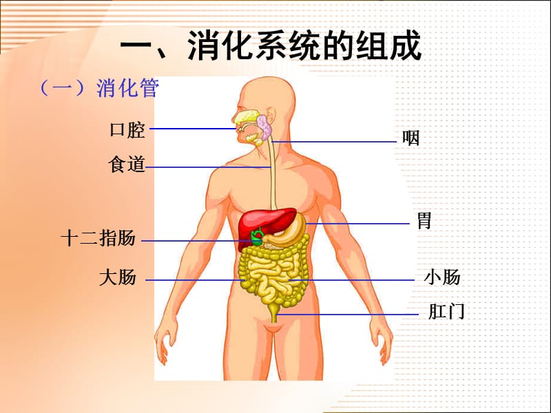 《食物的消化和营养物质的吸收》课件1.ppt.ppt_第2页