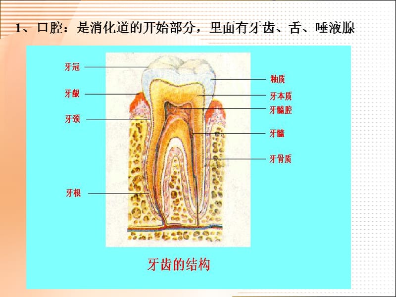 《食物的消化和营养物质的吸收》课件1.ppt.ppt_第3页