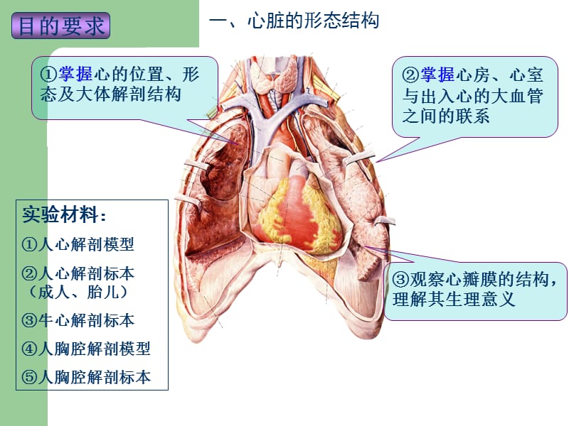 实验5心脏大体形态结构观察.ppt_第3页