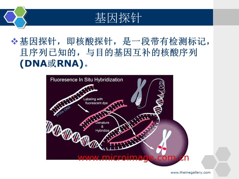 基因探针-分子杂交技术.ppt_第2页