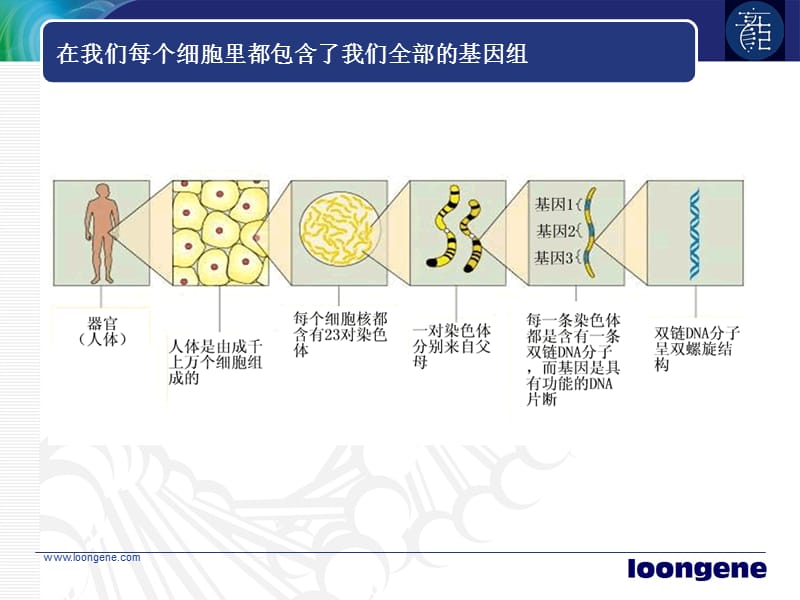 基因检测基本原理.ppt_第2页