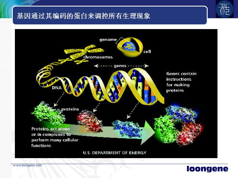 基因检测基本原理.ppt_第3页