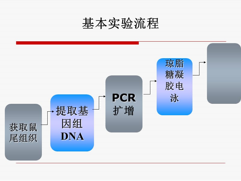 基因敲除小鼠的实验流程.ppt_第1页