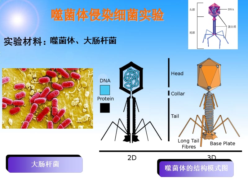 噬菌体侵染大肠细菌的实验(详细版).ppt_第2页