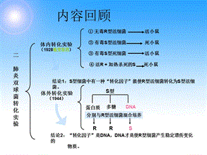 噬菌体侵染大肠细菌的实验(详细版).ppt