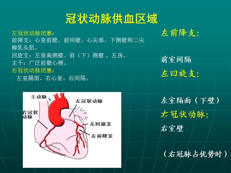 冠状动脉供血区域.ppt_第1页