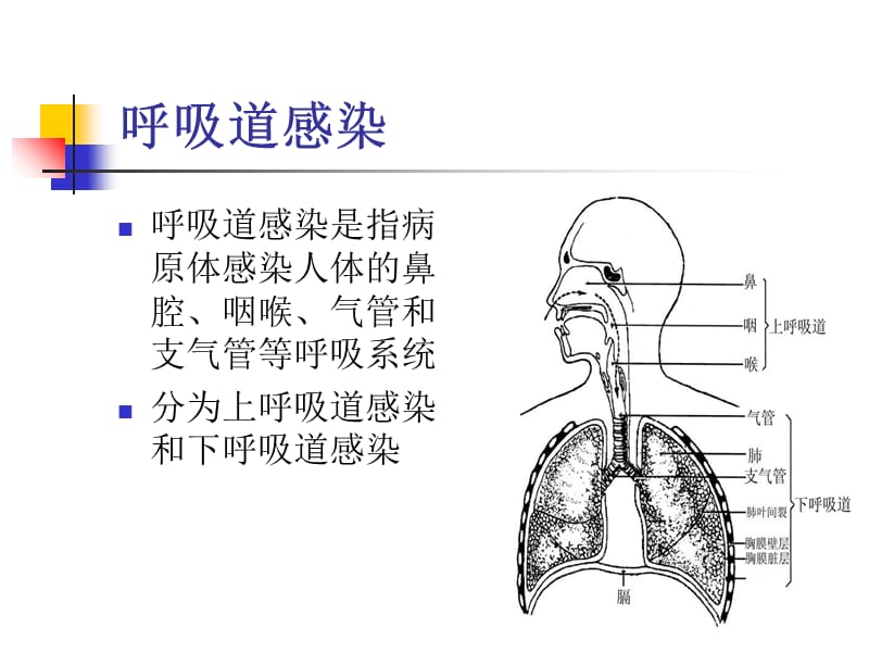 呼吸道病原体检测.ppt_第2页