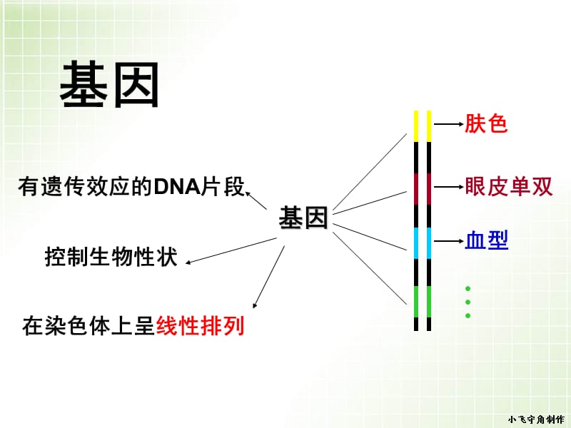 基因的表达 动画.ppt_第2页