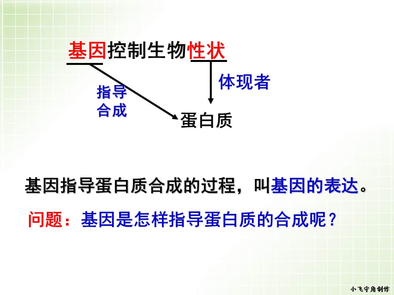 基因的表达 动画.ppt_第3页