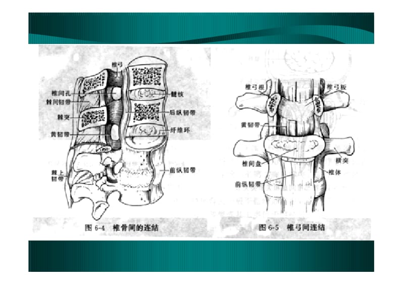 脊柱CT横断面解剖.pdf_第2页